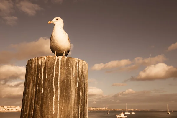 Mouette assise sur un poteau de bois sur la côte au coucher du soleil — Photo