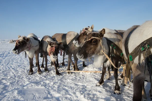 Team van rendieren in ijzig winterochtend. Yamal — Stockfoto