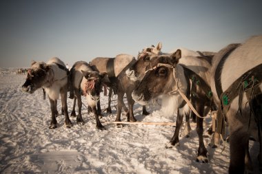 Ren geyiği soğuk kış sabah takım. Yamal. Tonda