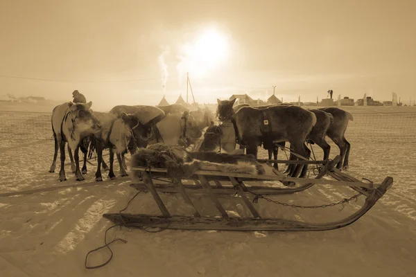 Equipa de renas no fundo de yurts. Yamal. — Fotografia de Stock