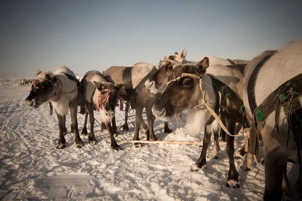 Team van rendieren in ijzig winterochtend. Jamal. Afgezwakt — Stockfoto