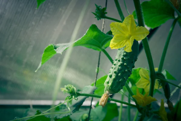 Blühende Triebe von Gurken und kleinen Gurken im Grünen — Stockfoto