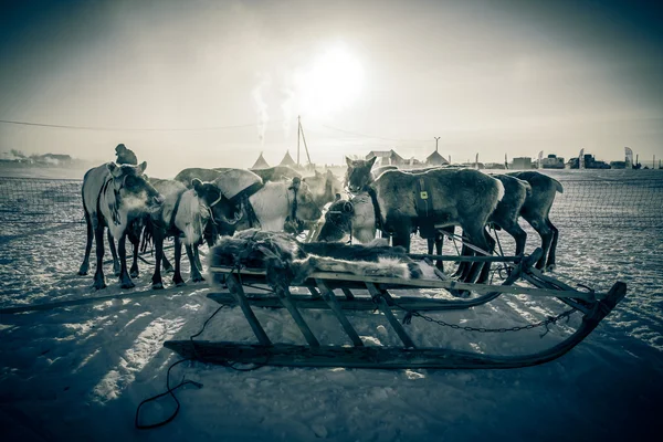 Team van rendieren op de achtergrond van yurts. Yamal — Stockfoto