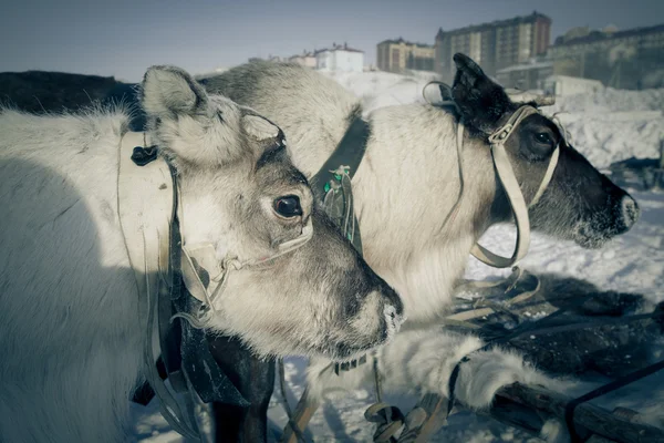 Team av renar på bakgrund av staden. Yamal. Tonas — Stockfoto