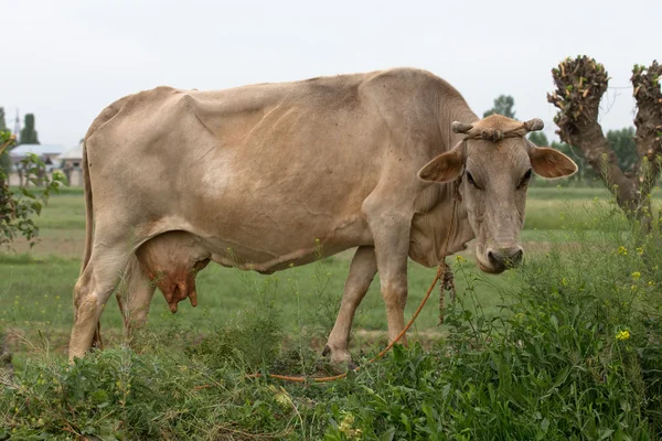 Grande mucca americana sul prato — Foto Stock