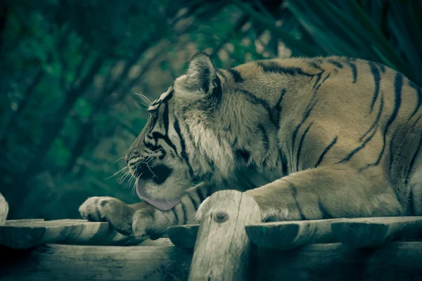 Tigrul Amur zace pe o platformă de scânduri. Tone — Fotografie, imagine de stoc