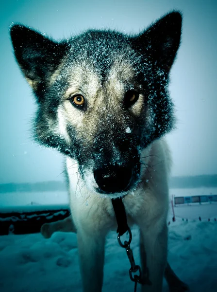Fang kutya-val egy nagy fekete nedves orrát. Zárja be. Sekély mélységélesség — Stock Fotó