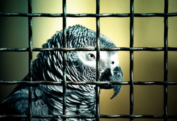 Jaco parrot in a cage. Toned