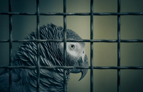 Jaco parrot in a cage. Toned
