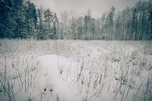 Sneeuw bedekte open plek in het bos. Toned — Stockfoto