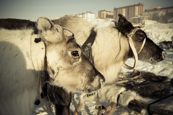 Una squadra di renne sullo sfondo della citta '. Yamal. Tonica — Foto Stock