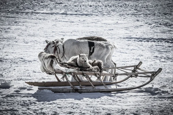 The dog in the sled and reindeer on snow background. Toned — Stock Photo, Image