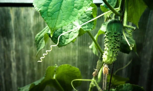 Salatalık ve greenhous içinde küçük salatalık çiçekli sürgünler