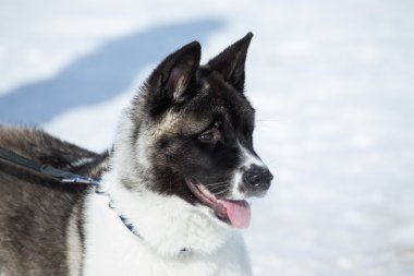 Büyük siyah ıslak burun ve pembe bir dili ile köpek. Kapatın. Sığ 