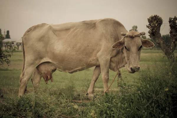 Grande mucca americana sul prato — Foto Stock