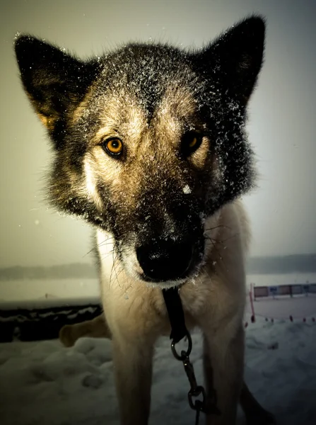 Muzzle dog with a large black wet nose. Close. Shallow depth of — Stock Photo, Image