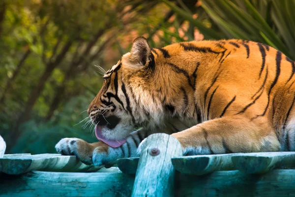 Amur tiger lying on a platform of planks. Toned — Stock Photo, Image
