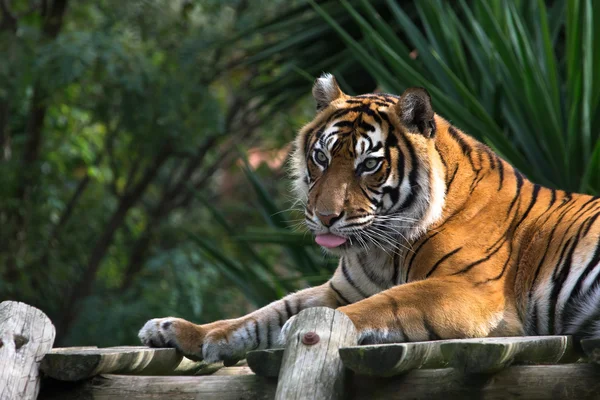 Амурский тигр лежит на платформе из досок — стоковое фото