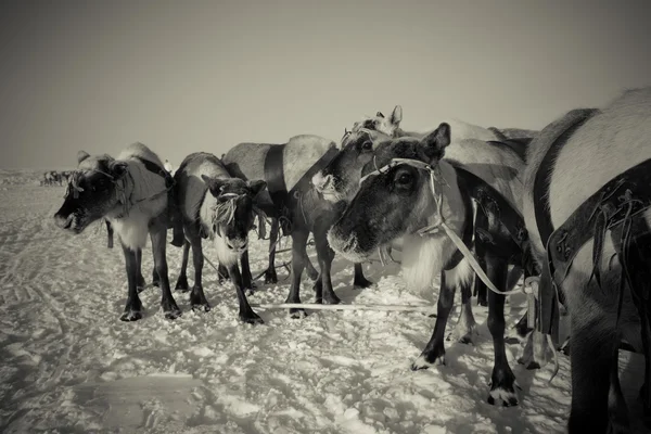 凍るような冬の朝にトナカイのチーム。ヤマル。トーン — ストック写真
