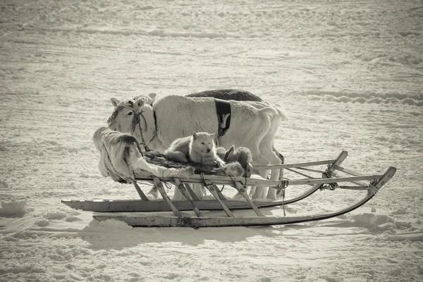 De hond in de slee en rendieren op sneeuw achtergrond. Afgezwakt — Stockfoto