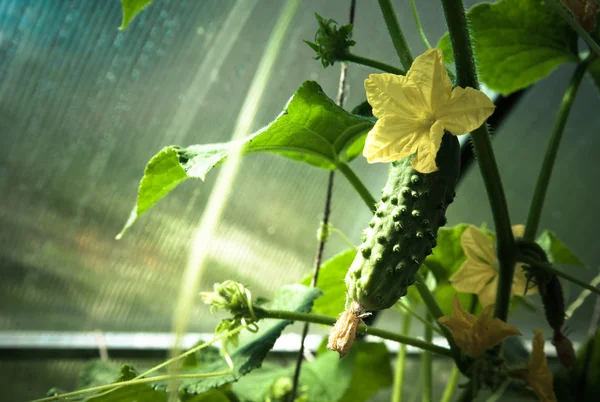Flowering shoots of cucumber and small cucumber in the greenhous — Stock Photo, Image