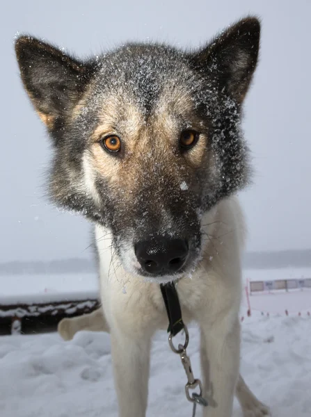 Muso cane con un grande naso nero bagnato. Ci siamo quasi. Profondità superficiale di — Foto Stock