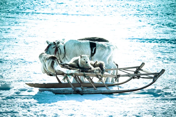 The dog in the sled and reindeer on snow background. Toned — Stock Photo, Image