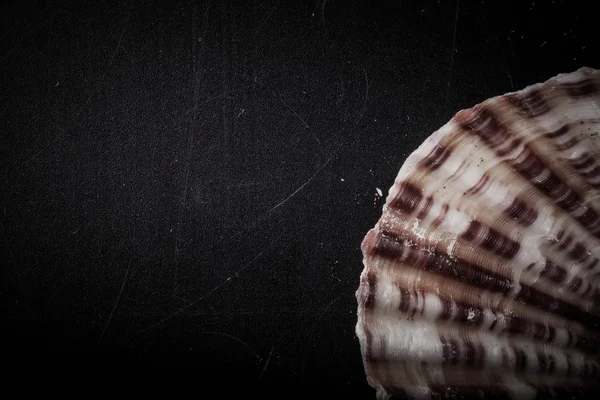 Seashell sul vecchio sfondo nero squallido. Tonica — Foto Stock