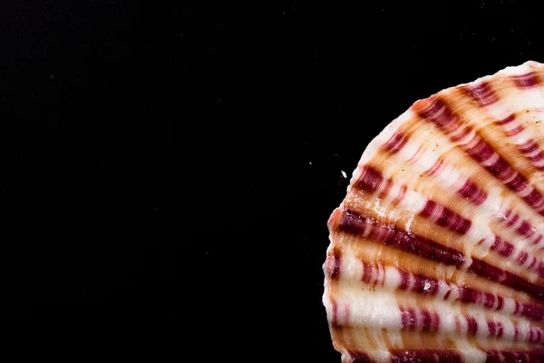 Seashell on the old black shabby background — Stock Photo, Image