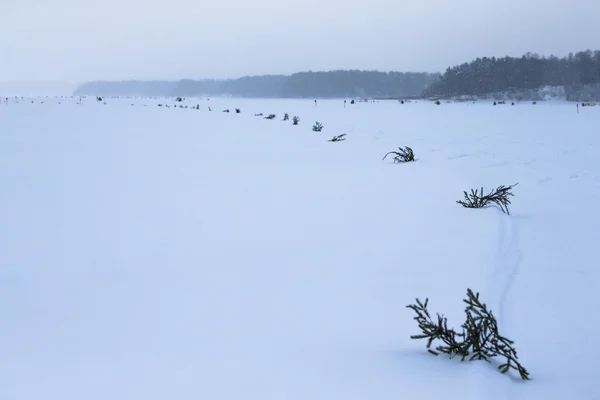 Fichtenzweige im schneebedeckten Feld — Stockfoto