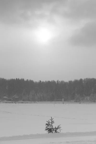 Spruce branch in the snow-covered field near the forest — Stock Photo, Image