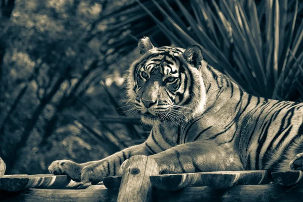 Амурский тигр лежит на платформе из досок. Toned — стоковое фото