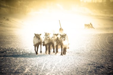 Ren geyiği çobanları tatile yarış. S içinde rekabet çoban