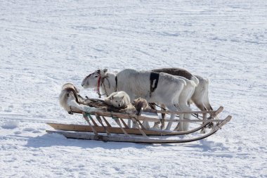 Ren geyiği atlı kızak köpeği