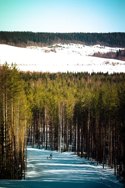 Závod na psy na trati v zimním lese. Tónovaný — Stock fotografie