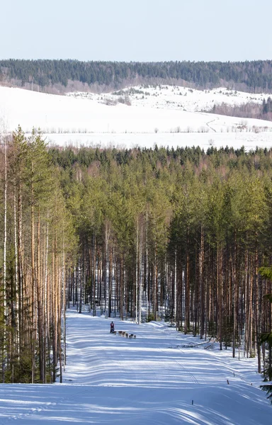 Corsa sui cani in pista nella foresta invernale — Foto Stock