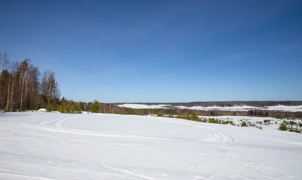 Campo coberto de neve perto da floresta e céu azul. Inverno — Fotografia de Stock