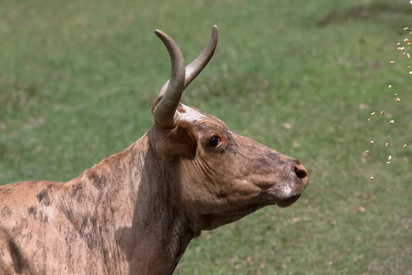 Mucca sul prato con erba verde — Foto Stock