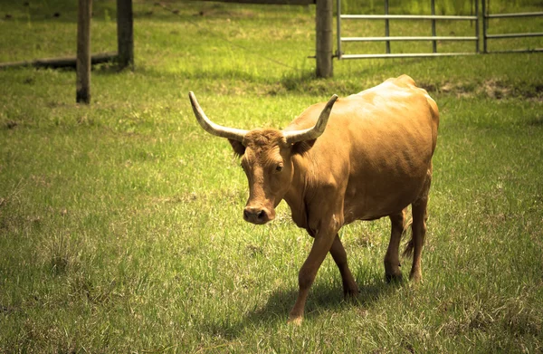 Koe op weide met groen gras. Afgezwakt — Stockfoto