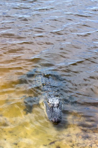 Jacaré americano em lago tropical — Fotografia de Stock