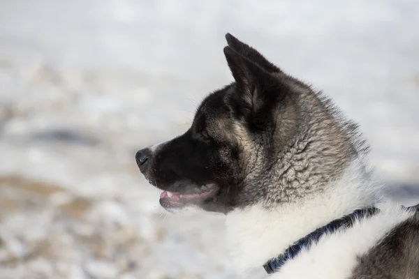 Profil Husky szczeniaka. Zimą — Zdjęcie stockowe