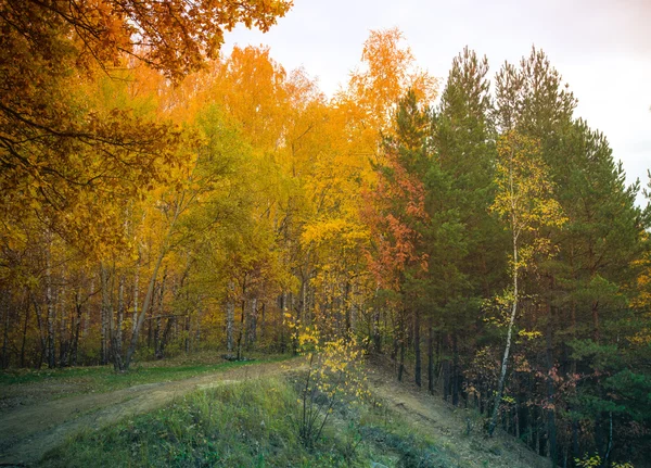 秋の森の道。風景。トーン — ストック写真