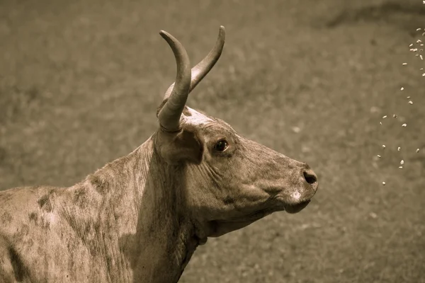 Çayır ile yeşil çim üzerinde inek. Tonda — Stok fotoğraf