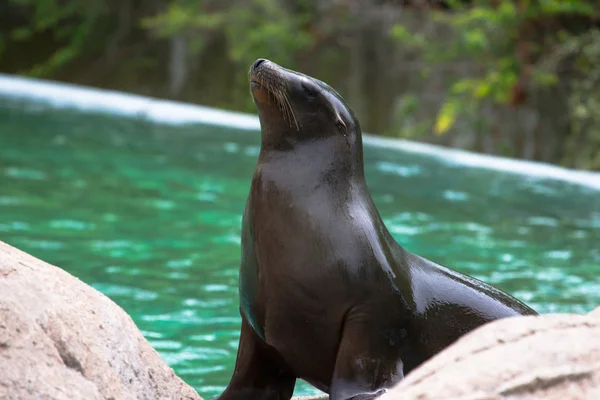 Stolze Robbe am Pool im Zoo — Stockfoto