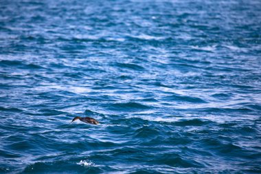 Karabatak dalgalı suda dalış. Sığ derinlik-in tarla