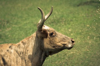 Çayır ile yeşil çim üzerinde inek. Tonda