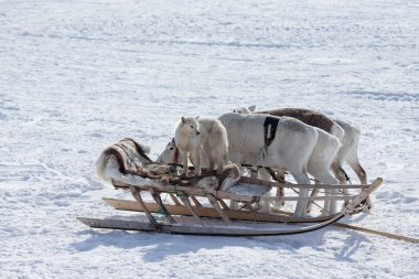 Ren geyiği atlı kızak köpeği