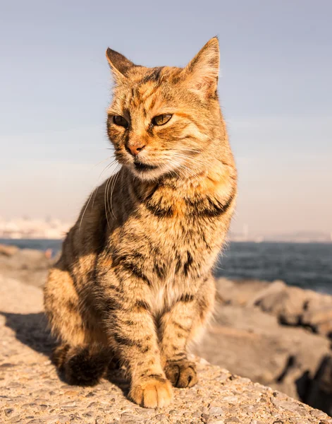 이스탄불에서 granit 물가에 집 없는 고양이. 격 조 — 스톡 사진