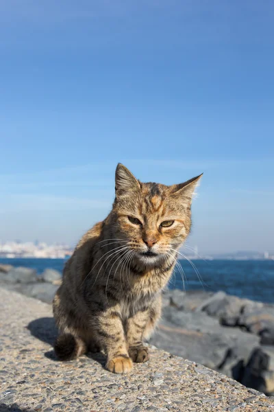 Istanbul'da granit sahildeki evsiz kedi — Stok fotoğraf
