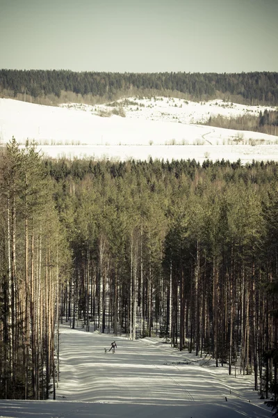 Carrera en perros en la pista en el bosque de invierno. Tonificado — Foto de Stock